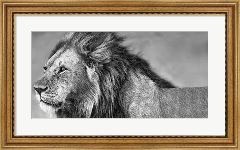 Framed Lion Eyes Print