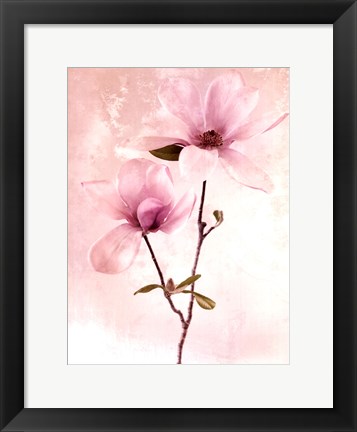 Framed Tulip Blush II Print
