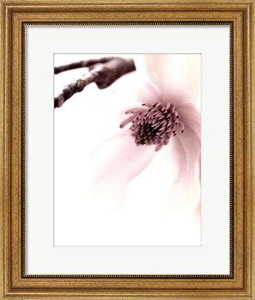 Framed Magnolia Blush I Print