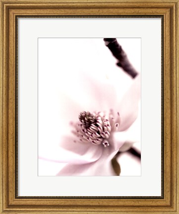 Framed Magnolia Blush II Print