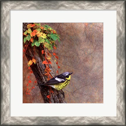 Framed Magnolia Warbler Print