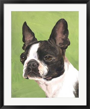 Framed Dog Portrait-Boston Print