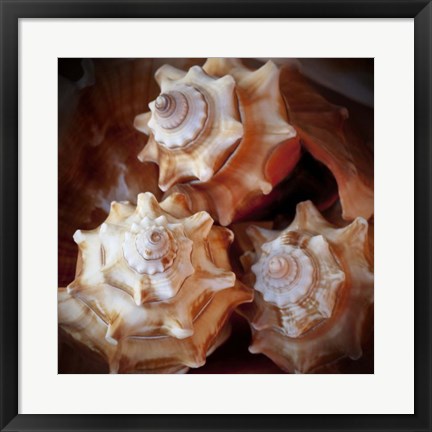 Framed Macro Shells VII Print