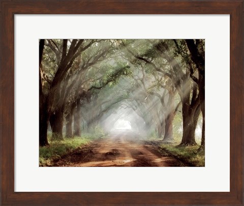 Framed Evergreen Plantation B Print
