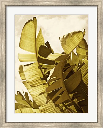 Framed Palm Fronds II Print