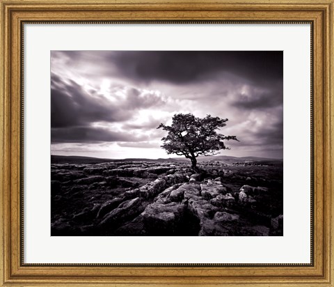 Framed Pavement &amp; Tree I Print