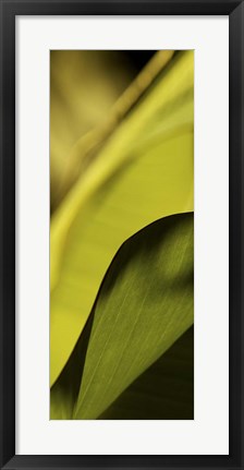 Framed Leaf Detail I Print
