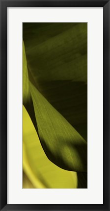 Framed Leaf Detail III Print