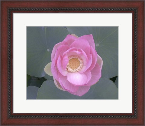 Framed Blushing Lotus I Print