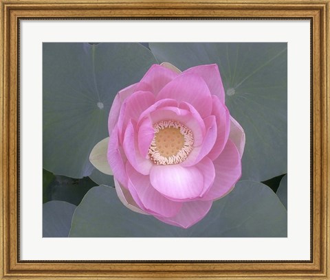 Framed Blushing Lotus I Print