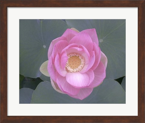 Framed Blushing Lotus I Print