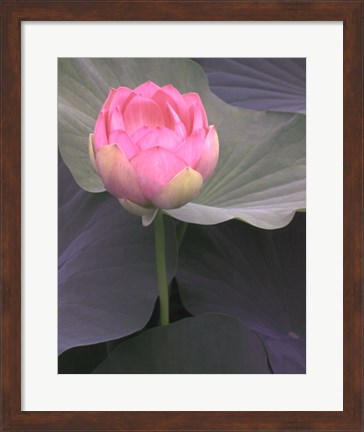 Framed Blushing Lotus II Print