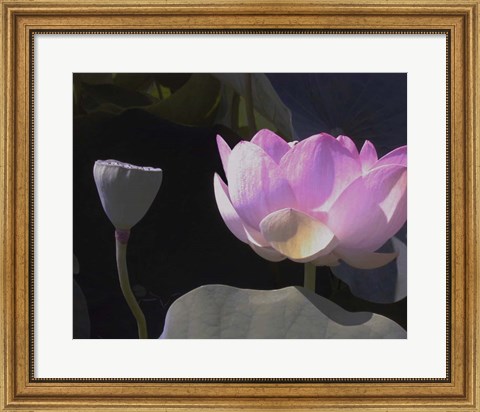 Framed Blushing Lotus III Print