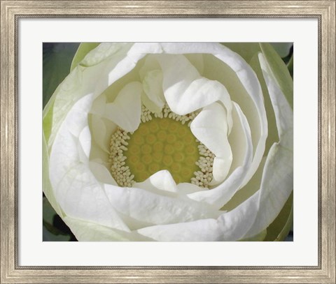 Framed Delicate Lotus I Print