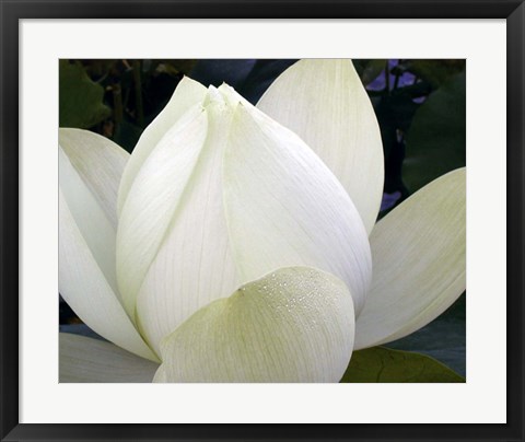 Framed Delicate Lotus IV Print