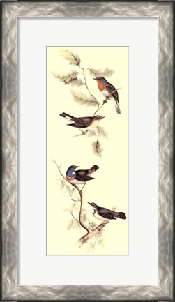 Framed Gould Bird Panel I Print