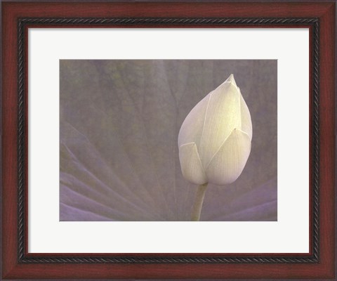 Framed Lotus Detail VI Print