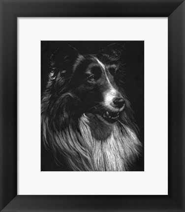 Framed Canine Scratchboard VII Print