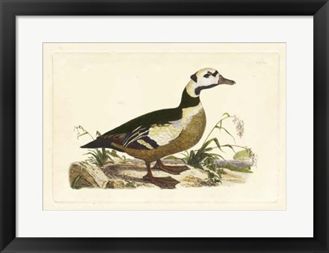 Framed Duck VI Print