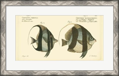 Framed Antique Fish I Print