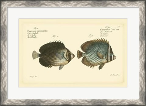Framed Antique Fish V Print