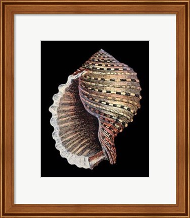 Framed Treasures of the Sea IV Print