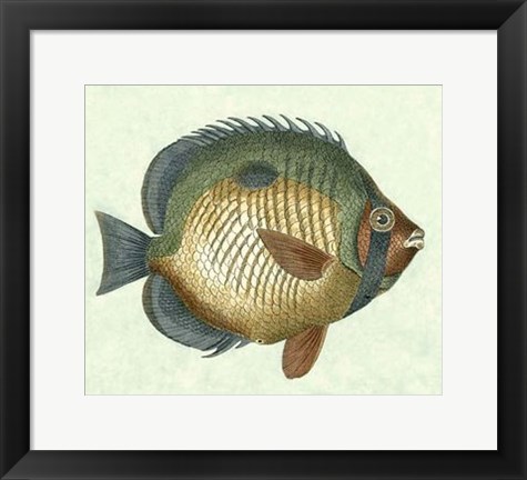 Framed Butterfly Fish I Print