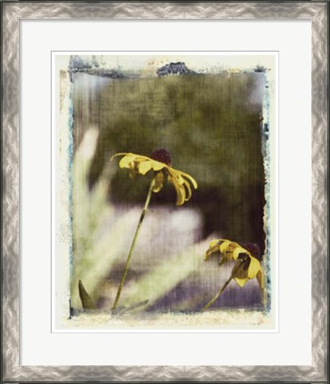 Framed Blackeyed Susans IV Print