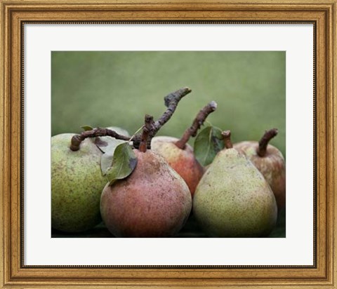 Framed Comice Pears I Print