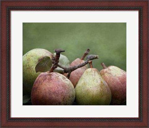 Framed Comice Pears II Print