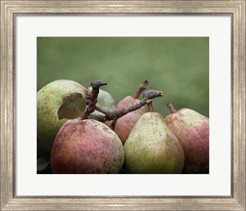 Framed Comice Pears II Print