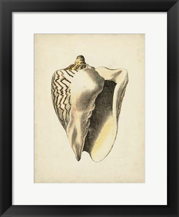 Framed Sealife Collection I Print