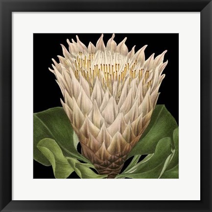 Framed Dramatic Tropical Vision VI Print