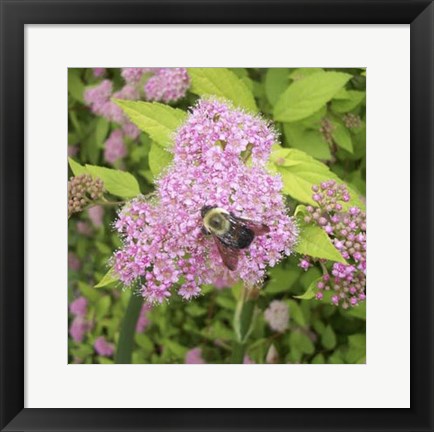 Framed Flight of the Bumble Bee I Print