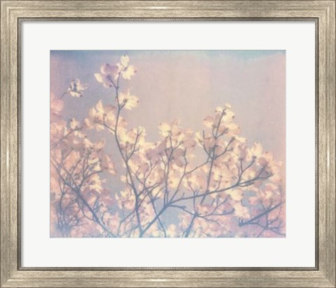 Framed Flowering Dogwood II Print