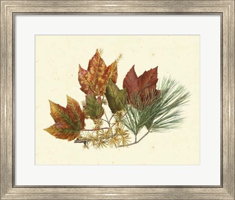 Framed Red Maple, Tamarack &amp; White Pine Print