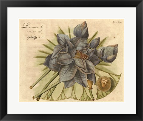 Framed Blue Lotus Flower II Print