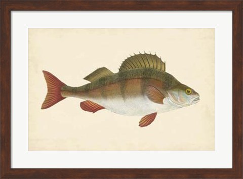 Framed Antique Fish I Print