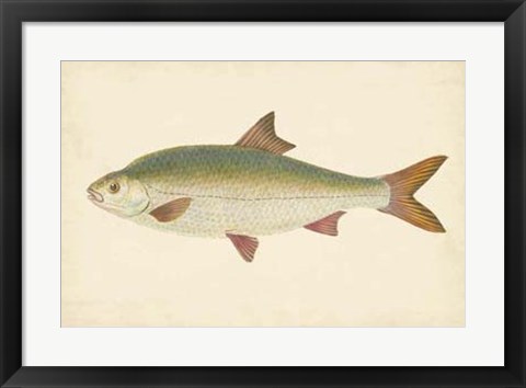 Framed Antique Fish II Print