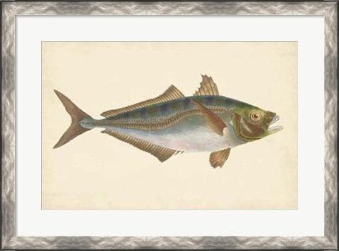 Framed Antique Fish III Print