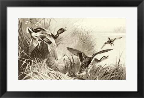 Framed Ducks Print