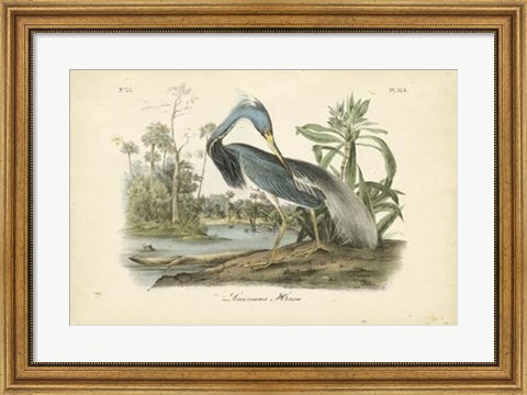 Framed Audubon&#39;s Louisiana Heron Print