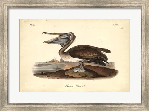 Framed Audubon&#39;s Brown Pelican Print