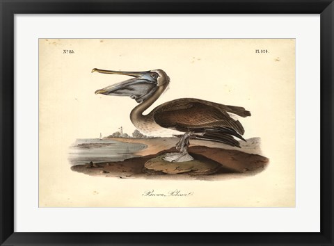 Framed Audubon&#39;s Brown Pelican Print