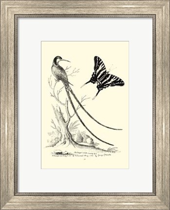 Framed B&amp;W Long. Tailed Hummingbird (1742) Print