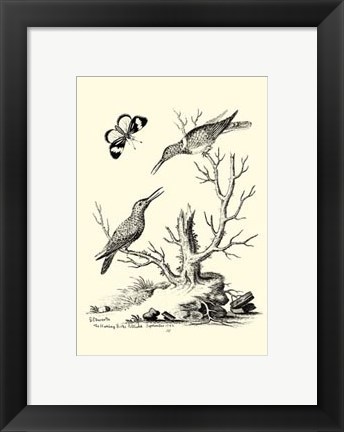 Framed B&amp;W The Hummingbirds (1742) Print