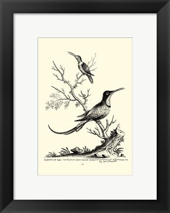 Framed B&amp;W Grt. &amp; Less. Hummingbird (1742) Print