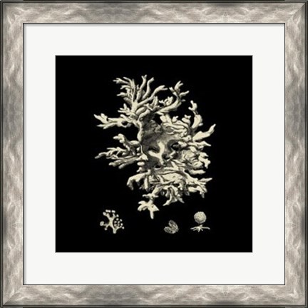 Framed Small Black &amp; Tan Coral III Print