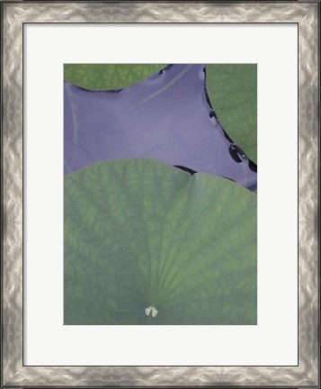 Framed Lotus Detail X Print