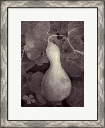Framed Gourd V Print